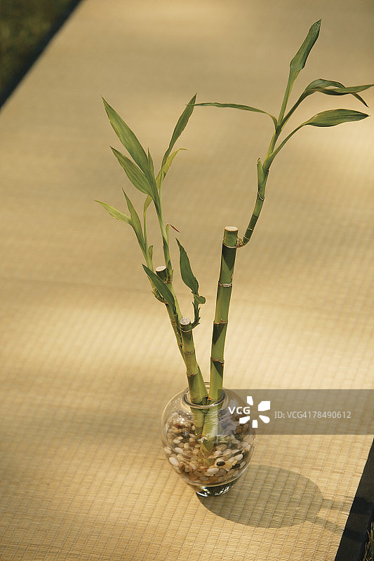竹子植物图片素材
