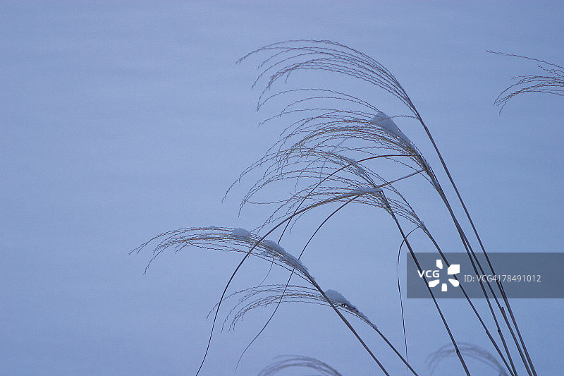雪地里的青草图片素材