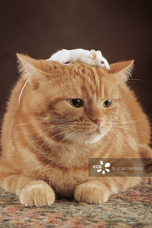 头顶老鼠的猫咪图片素材