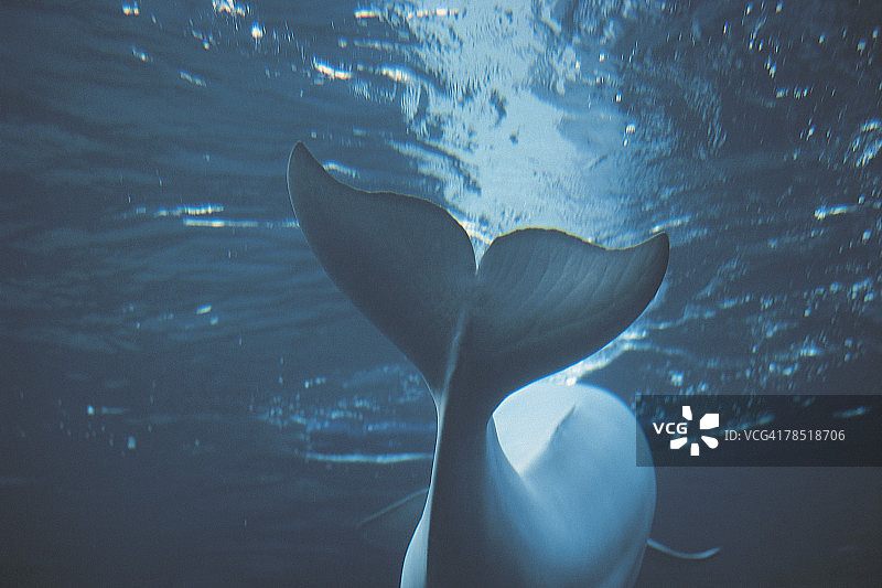 纽约水族馆的白鲸图片素材