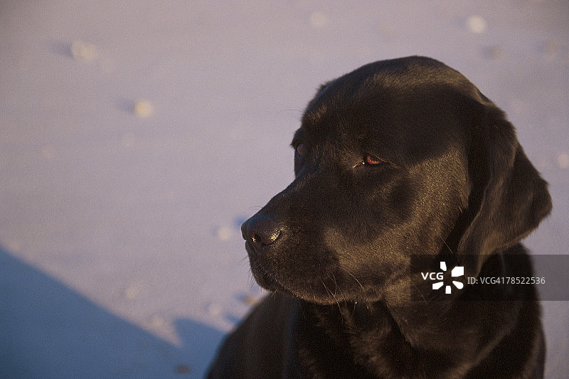 坐在沙滩上的拉布拉多犬图片素材