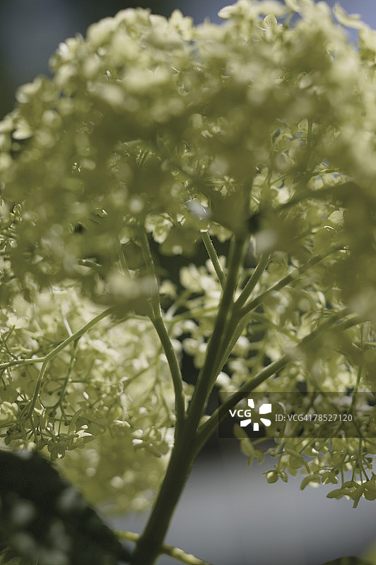 绣球花植物图片素材