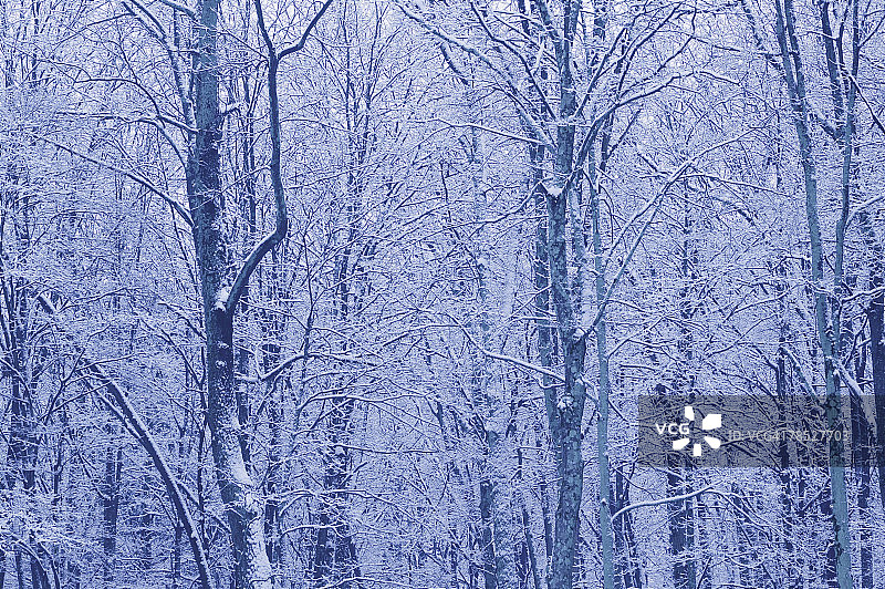 白雪覆盖的森林图片素材