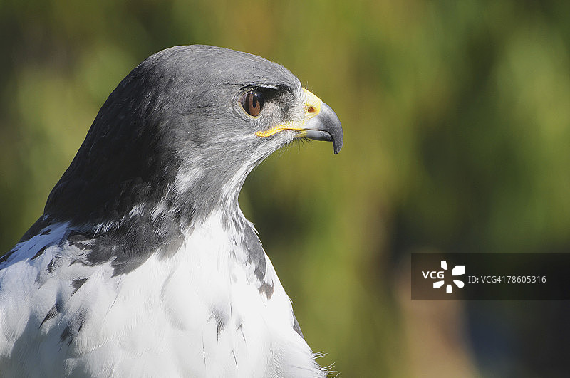 非洲鵟（Buteo rufofuscus），鹰科成员的特写图片素材
