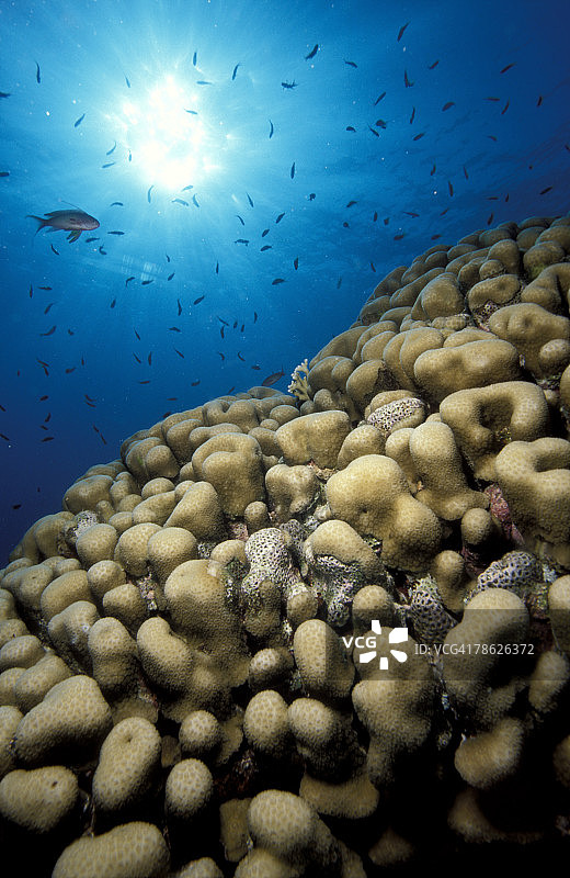 鱼在珊瑚礁旁游泳图片素材