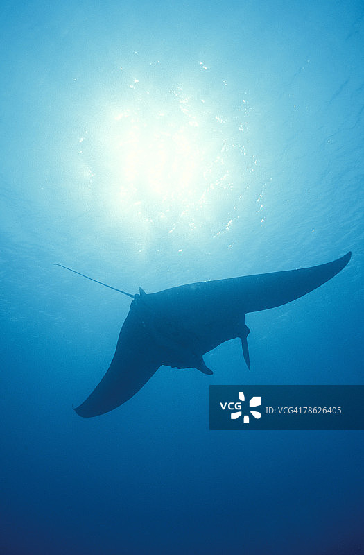 在海洋中游泳的黄貂鱼图片素材
