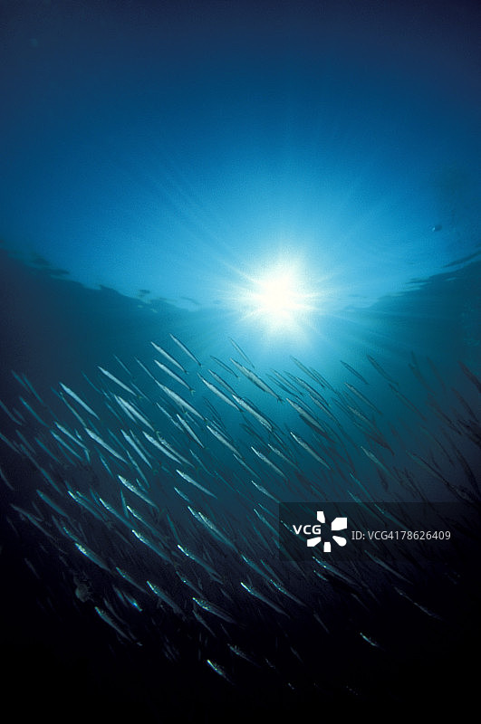 在海洋中游动的鱼群图片素材