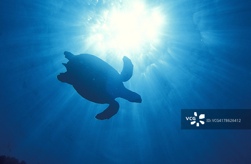 阳光照耀下的海龟图片素材