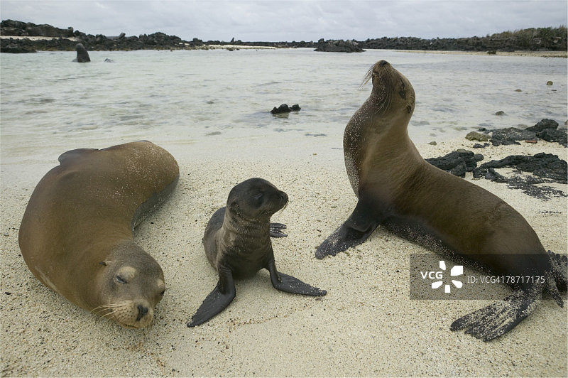 加拉帕戈斯海狮和幼崽在沙滩上图片素材