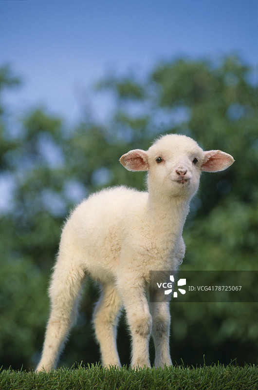 草地上的羔羊图片素材