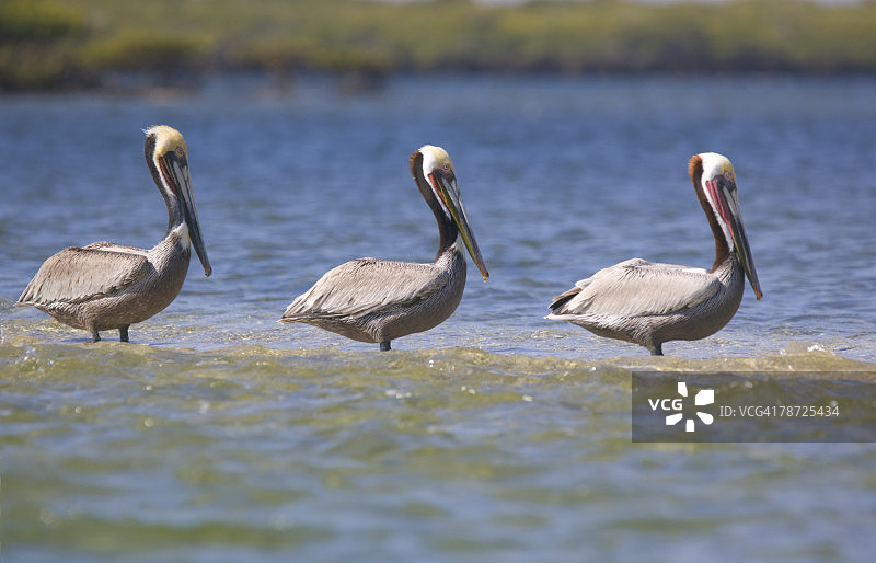 三只褐鹈鹕图片素材