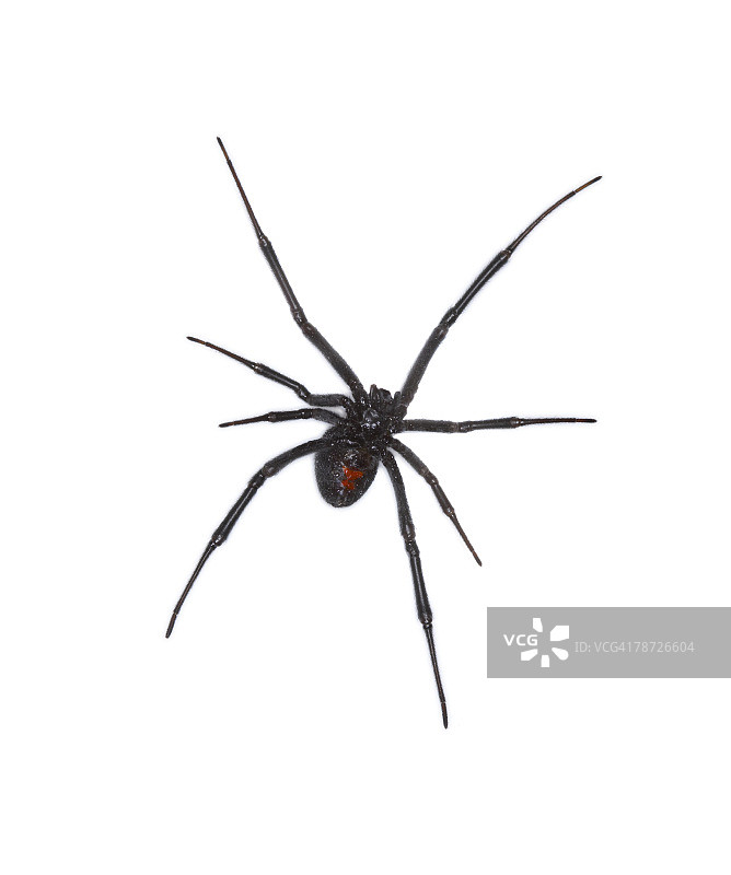 黑寡妇蜘蛛图片素材