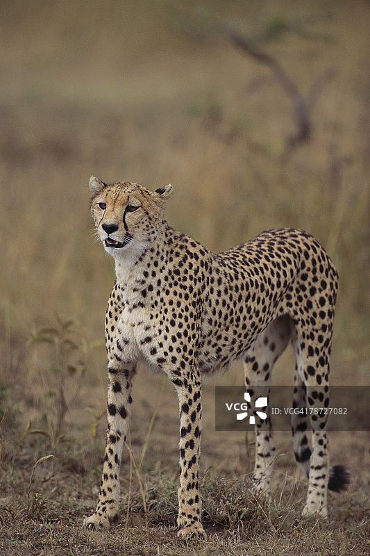 草地上的猎豹图片素材