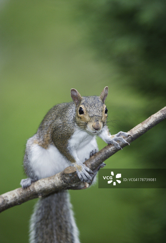 灰色松鼠栖息在树枝上图片素材
