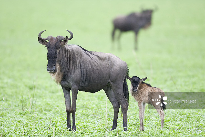 角马和幼崽图片素材