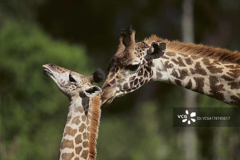 母长颈鹿和小长颈鹿图片素材