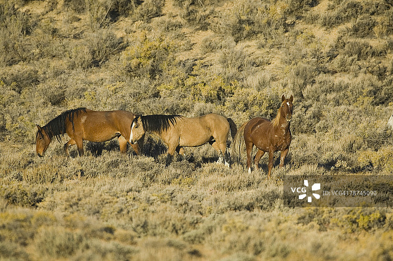 草原上的野马图片素材