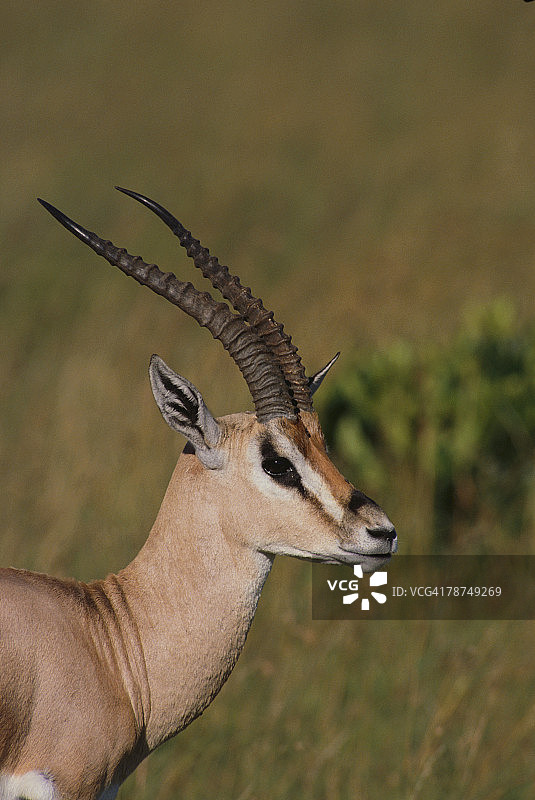 葛氏瞪羚图片素材