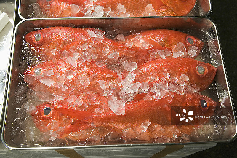 冰鲜鱼类图片素材