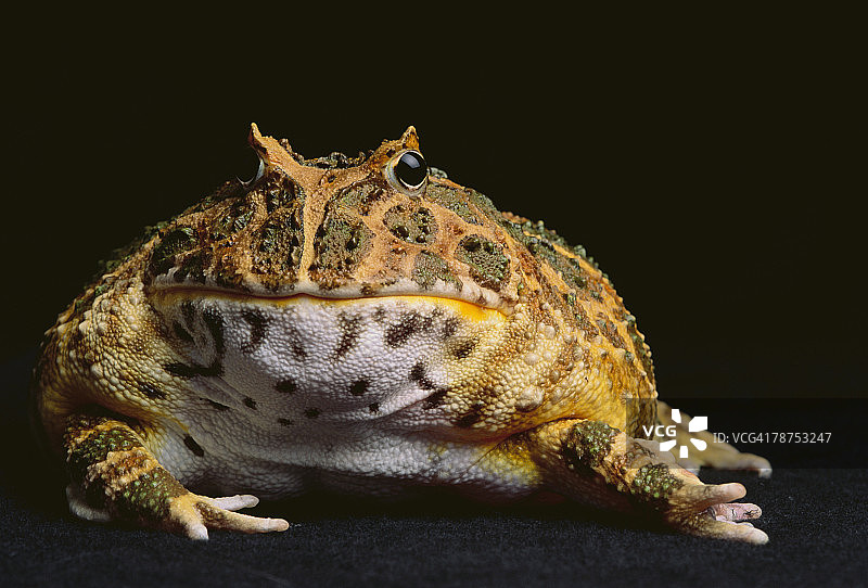 查科角蛙图片素材