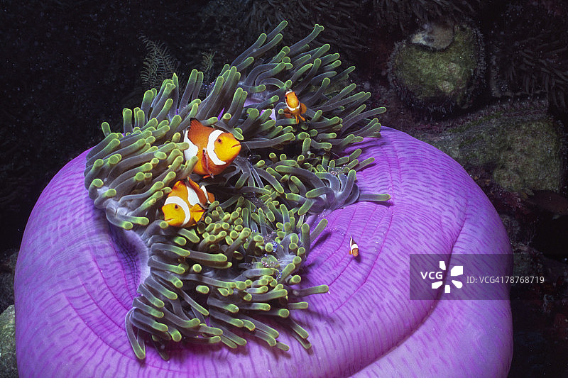 海葵中小丑鱼图片素材