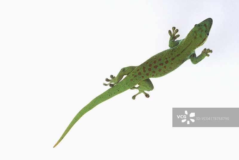 日间壁虎图片素材