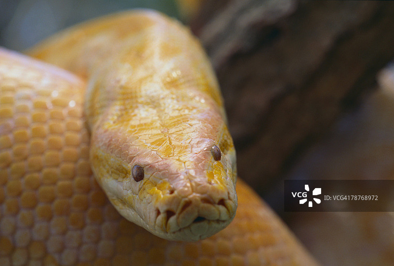 缅甸蟒图片素材