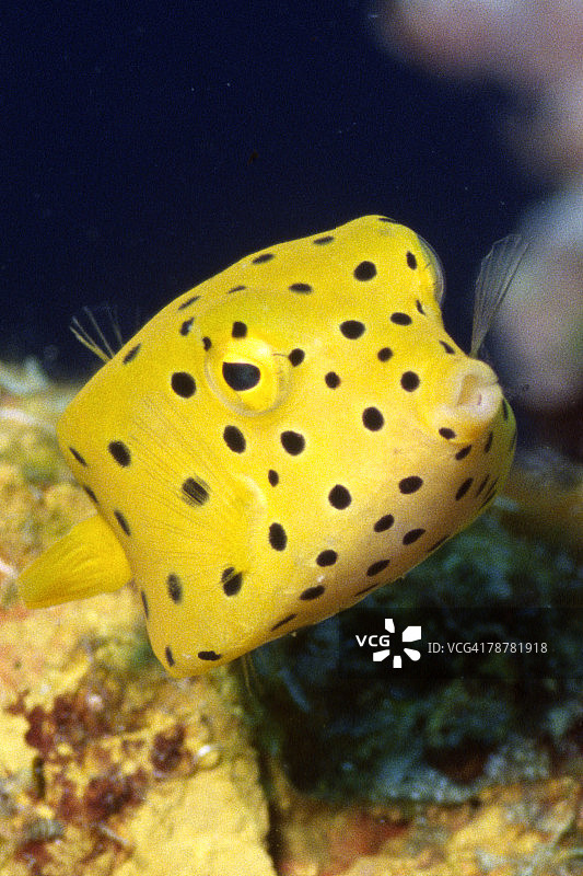 黄色箱鲀图片素材