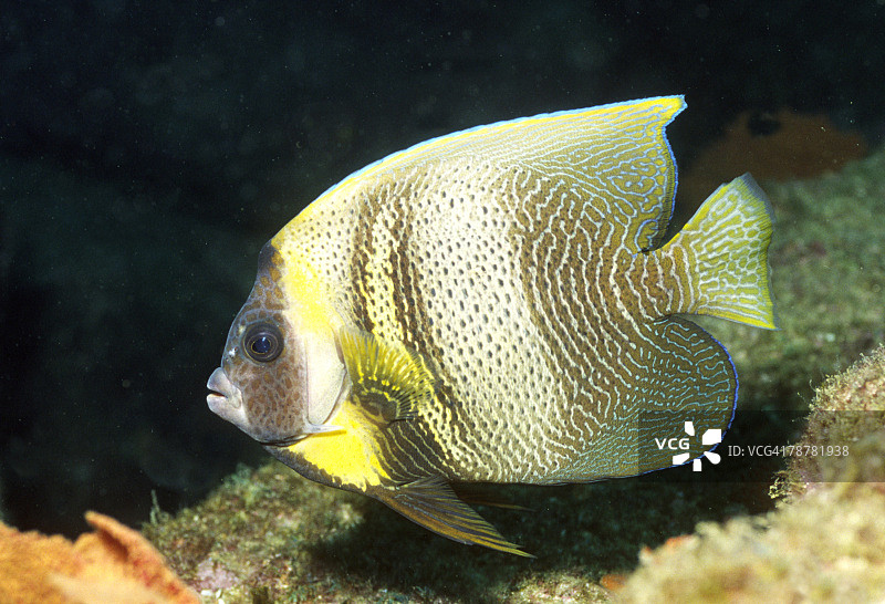 科尔特斯蝴蝶鱼图片素材