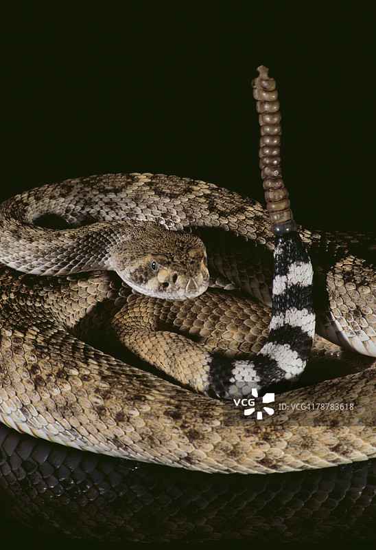 西部菱斑响尾蛇图片素材