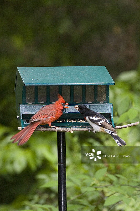 北美红雀与玫瑰胸灯图片素材