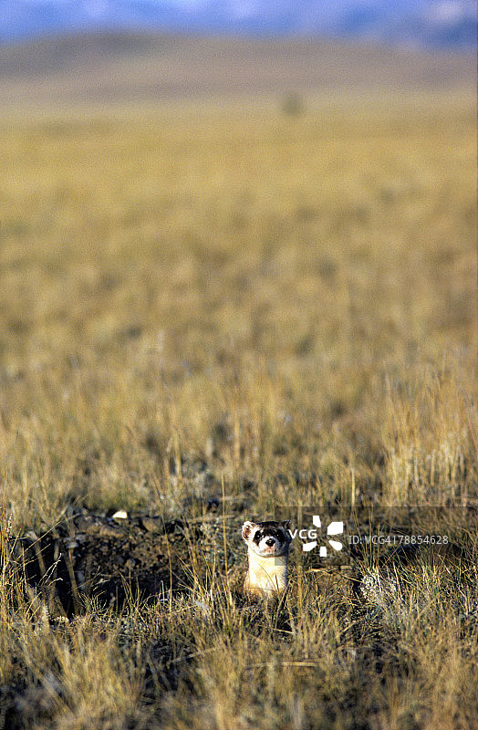 美国怀俄明州草原黑足鼬图片素材