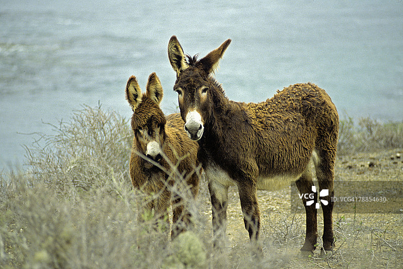 墨西哥下加利福尼亚州的野生驴图片素材