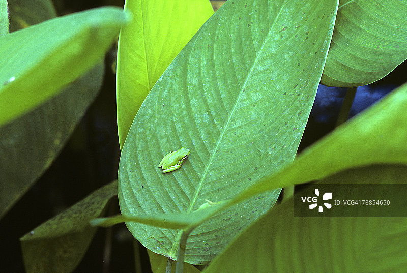 绿树蛙，美国佛罗里达州软木塞螺旋沼泽保护区图片素材