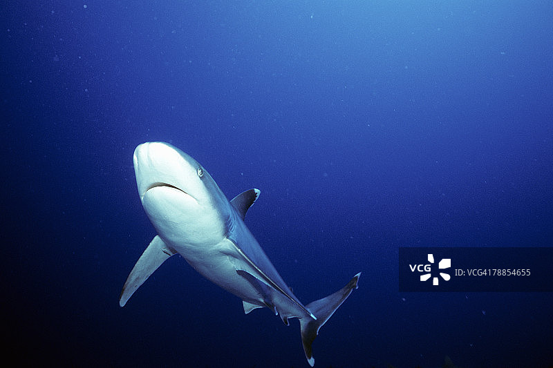 白鳍鲨（学名：Carcharhinus albimarginatus）在水下游泳，法属波利尼西亚图片素材