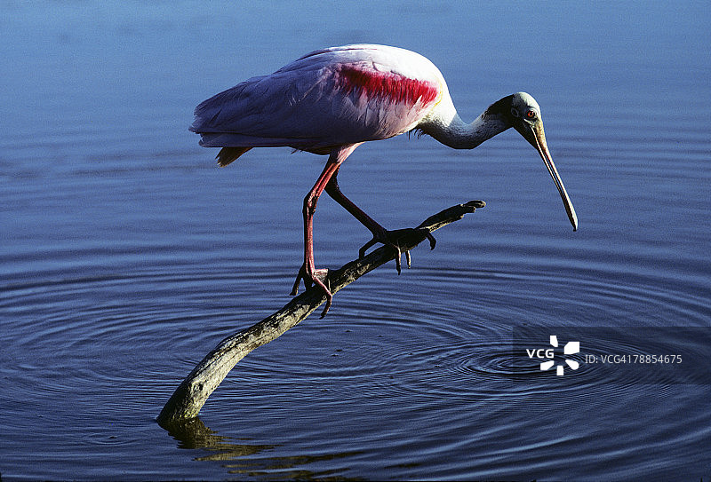 栖息在水中浮木上的粉红琵鹭，美国佛罗里达州大沼泽地国家公园图片素材