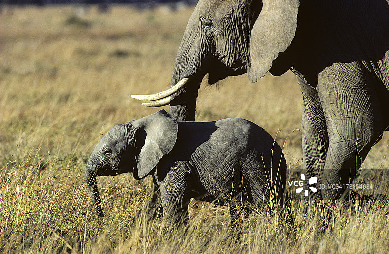 肯尼亚阿伯德尔国家公园的非洲象和象宝宝图片素材