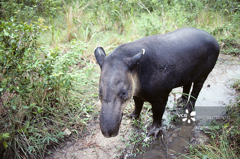 南美洲伯利兹的贝尔德貘图片素材