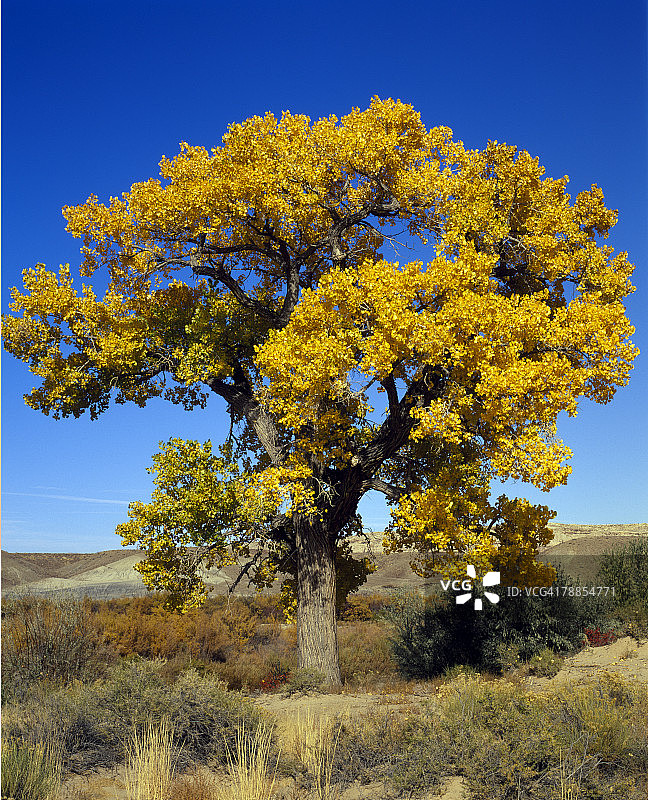 秋色中的弗里蒙特棉白杨图片素材