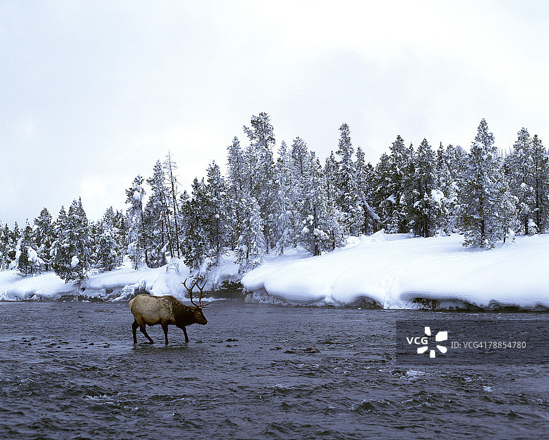 冬季黄石国家公园：麋鹿横穿火孔河（美国怀俄明州中途间歇泉盆地）图片素材