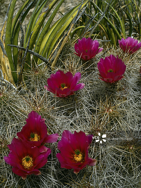 美国德克萨斯州大弯国家公园的草莓仙人掌花图片素材