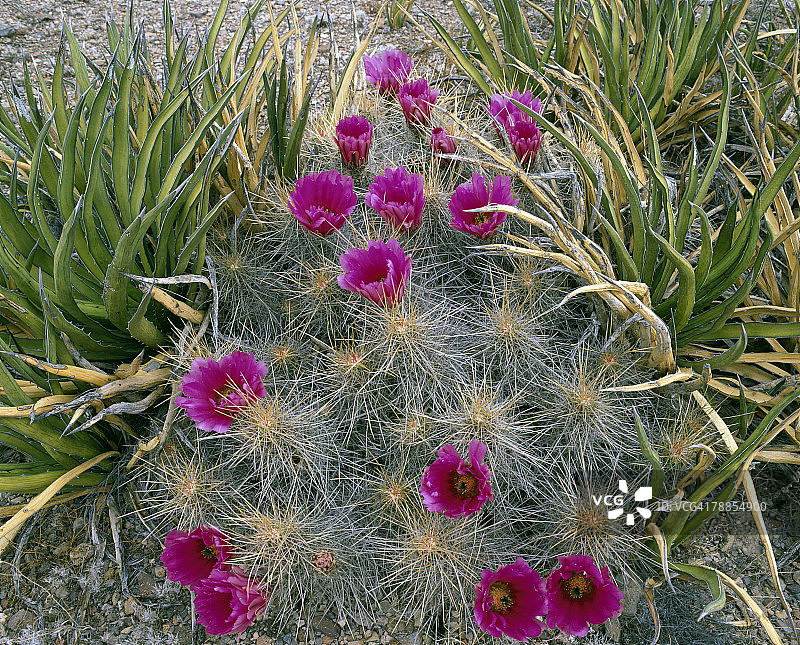 盛开的草莓仙人掌花（Echinocereus stramineus）和龙舌兰植物(Agave lechuguilla)，美国德克萨斯州大弯国家公园图片素材