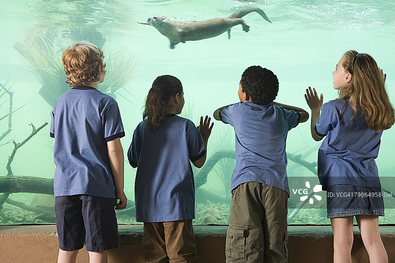 孩子们看着水獭游泳图片素材