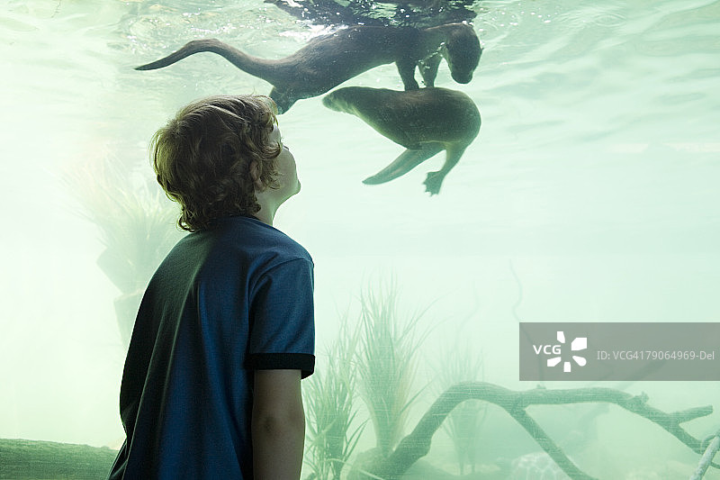 男孩看着水獭图片素材