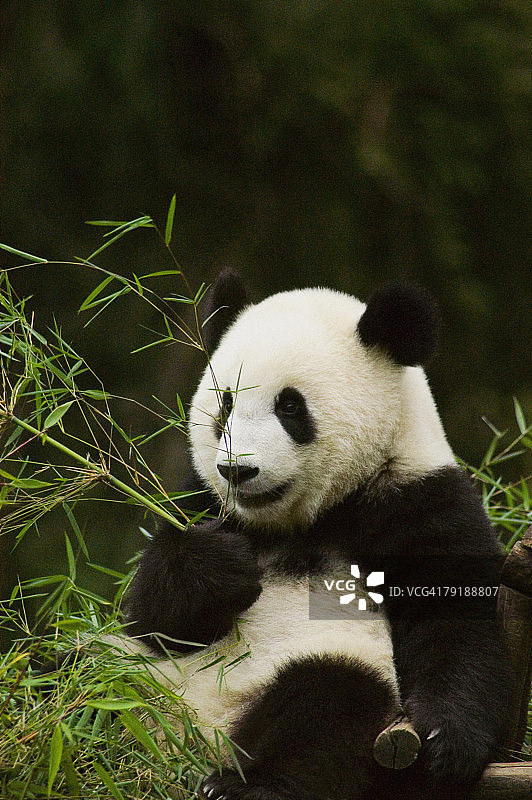 熊猫（Alluropoda melanoleuca）抱着竹子植物的特写图片素材