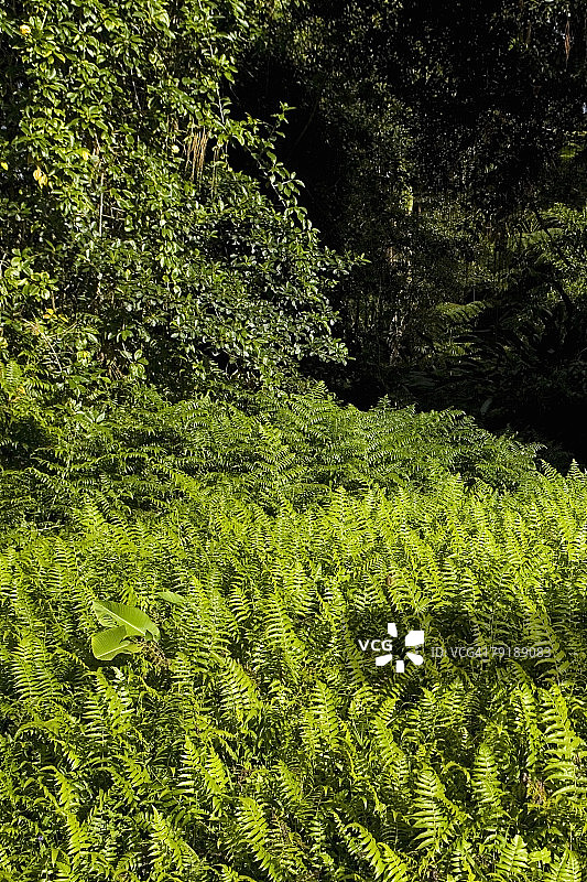 阿卡卡瀑布州立公园的森林中的蕨类植物，位于美国夏威夷大岛希洛图片素材