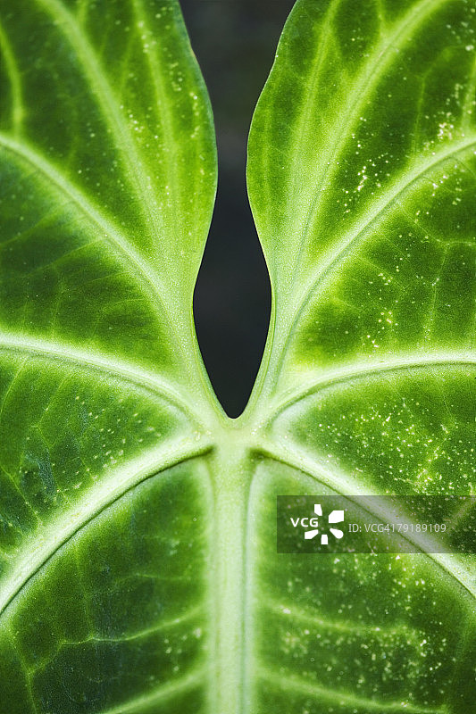 夏威夷热带植物园绿色叶子特写，美国图片素材