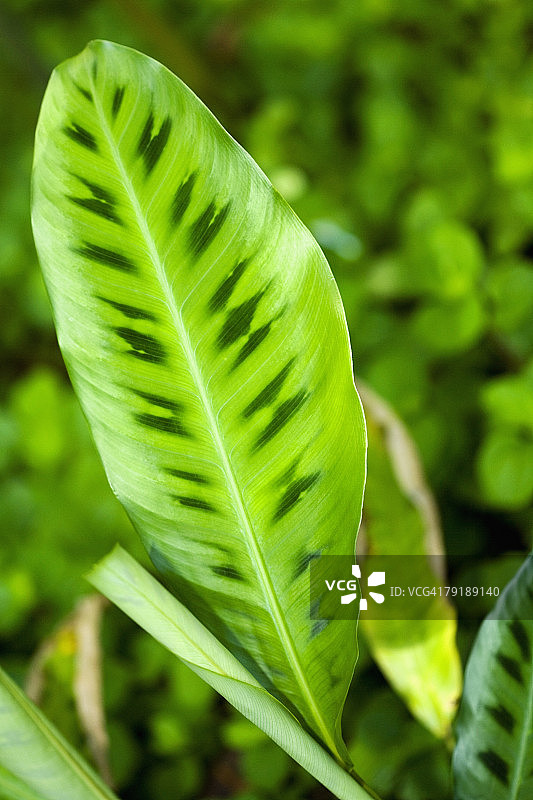 夏威夷热带植物园绿色叶子特写，美国图片素材