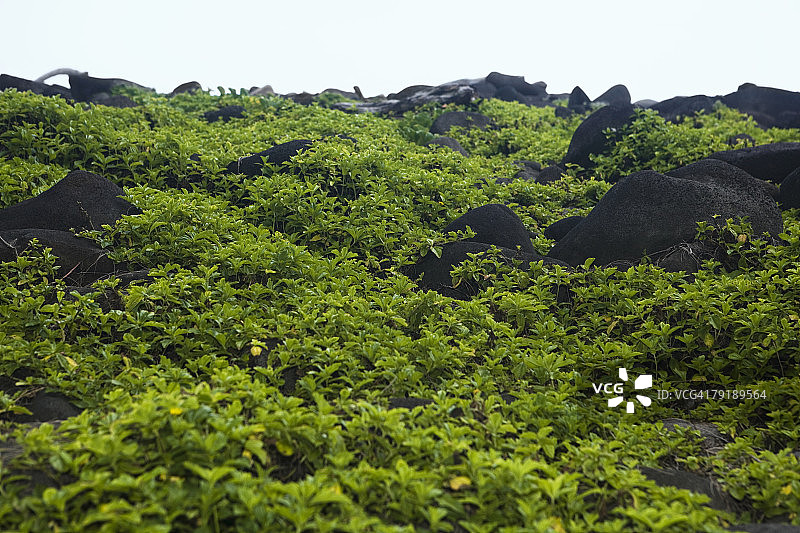 美国夏威夷大岛波洛陆山谷山坡上的岩石图片素材