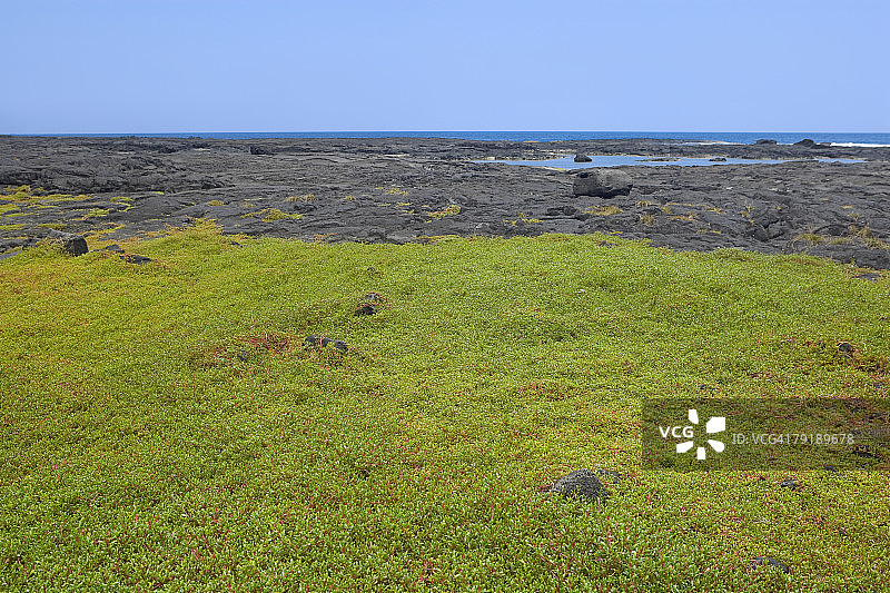 美国夏威夷大岛普吾霍瑙瑙国家历史公园的草地图片素材